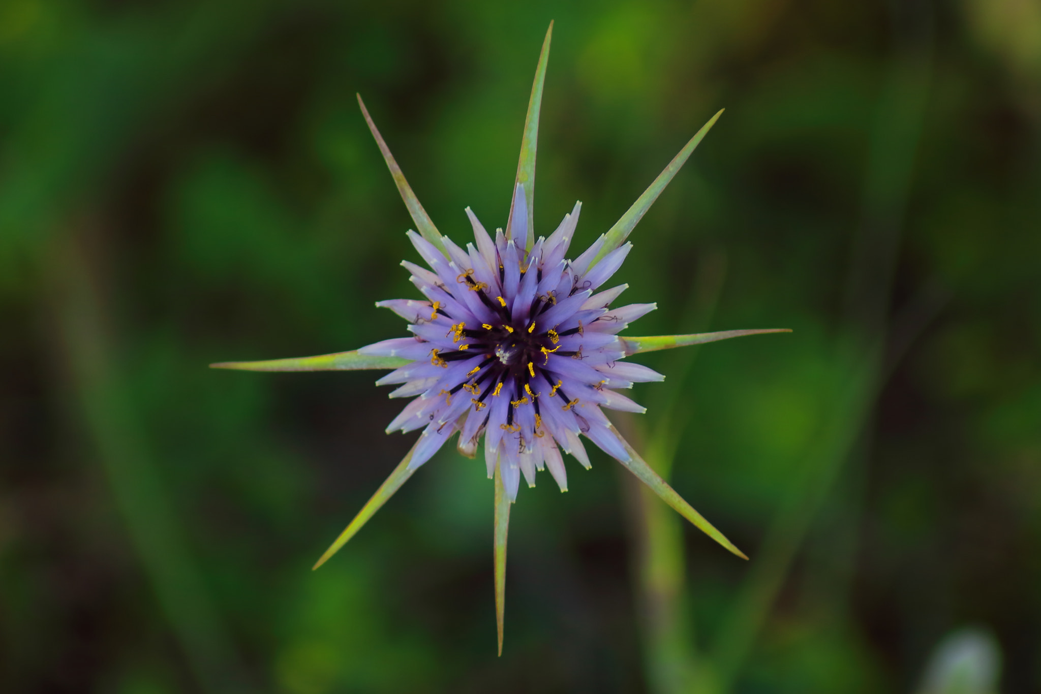 Canon EOS 700D (EOS Rebel T5i / EOS Kiss X7i) sample photo. Star photography