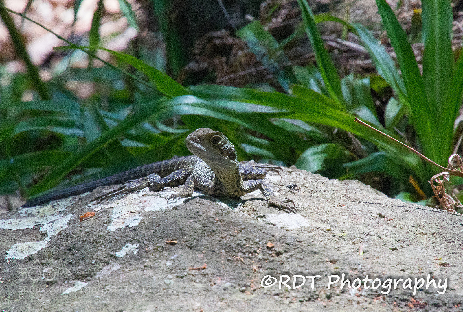 Canon EOS 7D Mark II sample photo. Baby water dragon photography