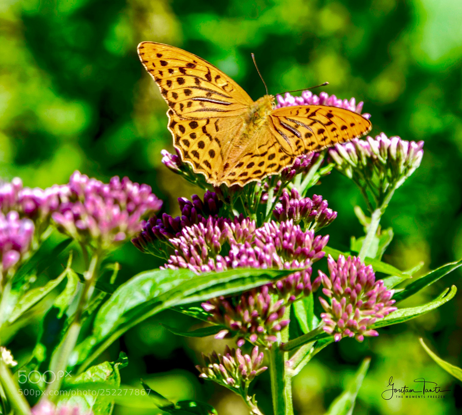 Nikon D5300 sample photo. আহা আজি এ বসন্তে... photography