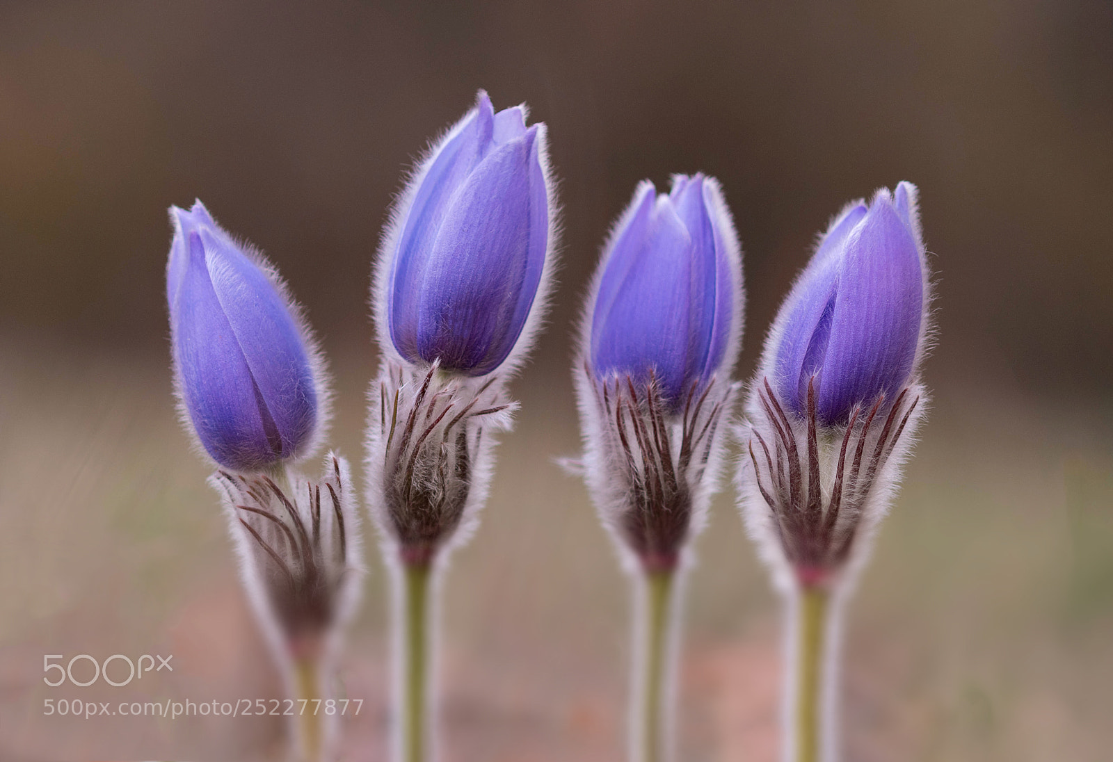 Nikon D500 sample photo. Foursome-pulsatilla grandis photography
