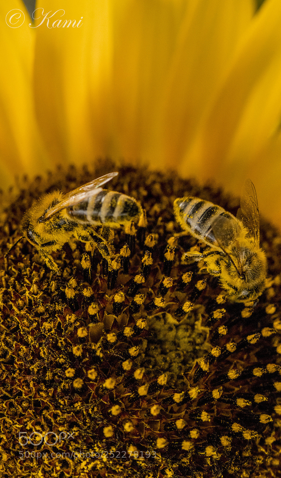 Canon EOS 77D (EOS 9000D / EOS 770D) sample photo. Bees of my garden photography