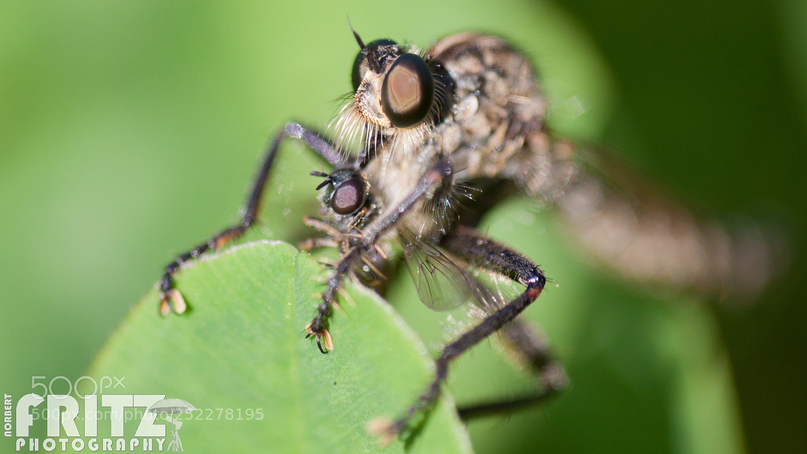 Canon EOS 50D sample photo. Raubfliege mit beute photography