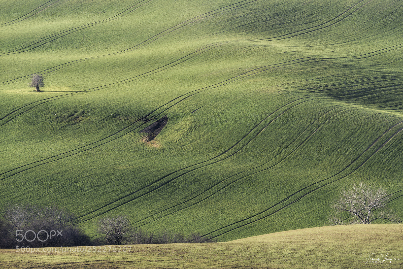 Nikon D810 sample photo. Lonely tree photography