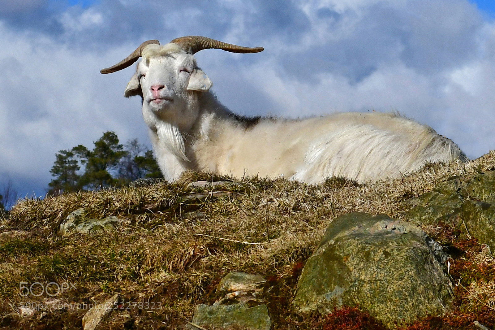 Nikon D500 sample photo. The goat photography
