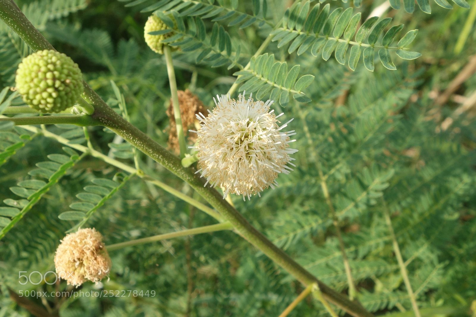 Sony Cyber-shot DSC-RX100 II sample photo. Fls vn a() photography