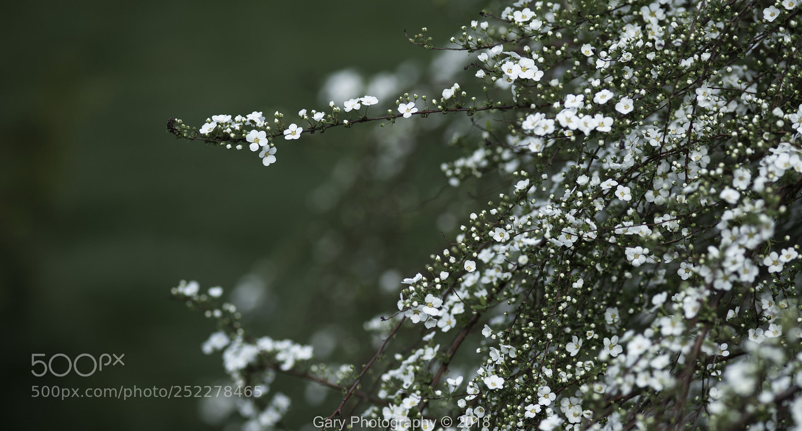 Nikon D810 sample photo. 清明 photography