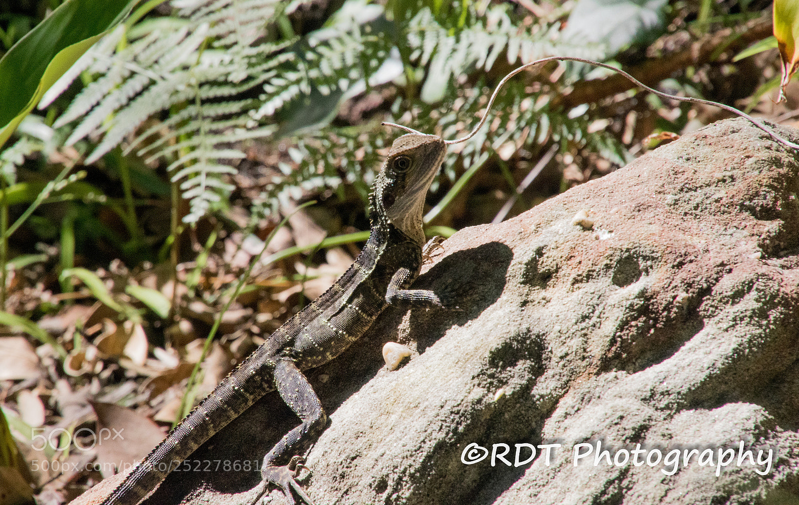 Canon EOS 7D Mark II sample photo. Baby water dragon (2) photography