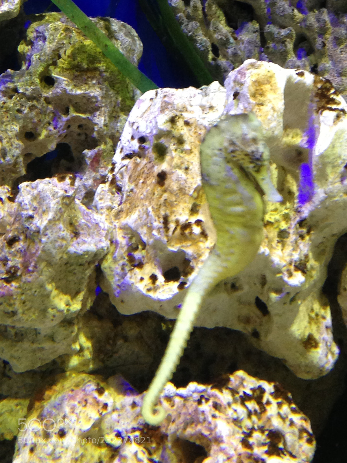 Apple iPhone 5 sample photo. Img photography