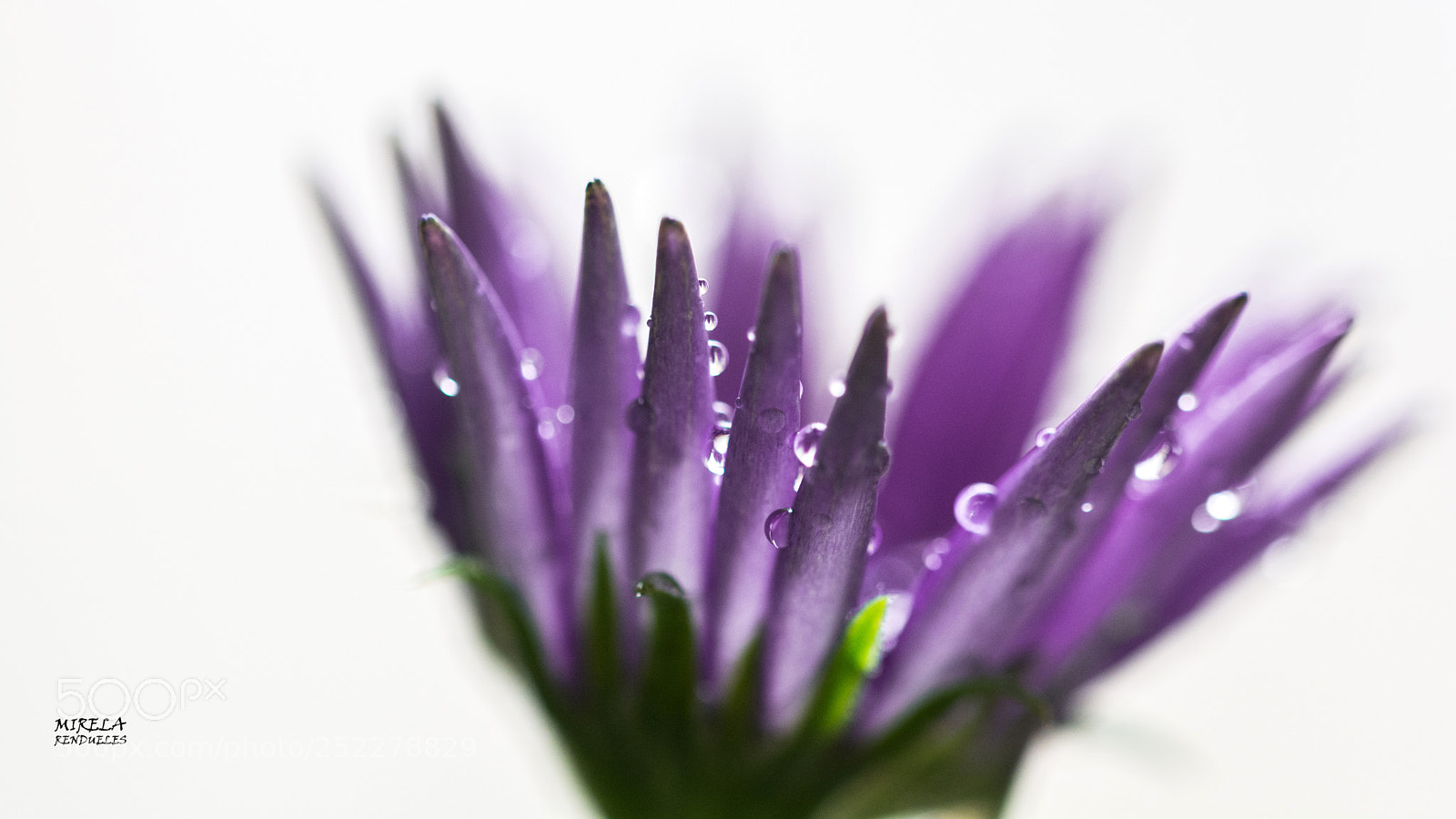 Nikon D7100 sample photo. Flower of my terrace photography