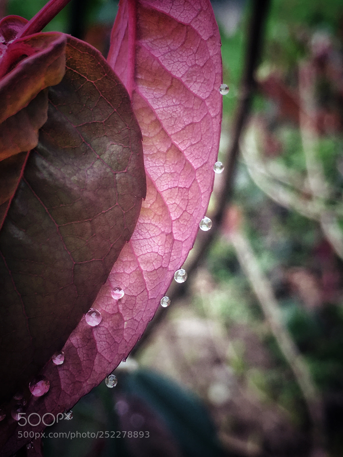 Apple iPhone 6s sample photo. Untitled photography