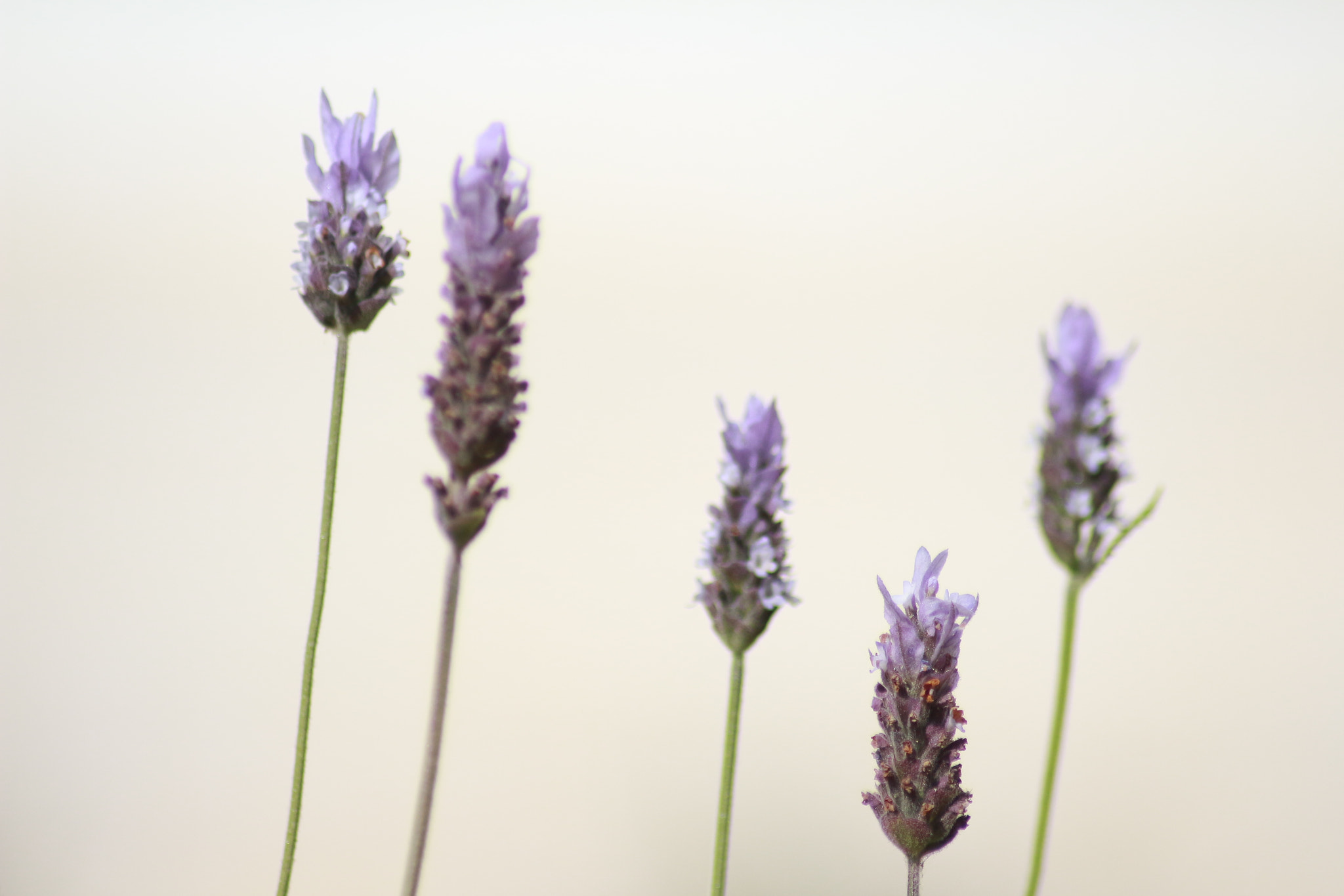 Canon EOS 700D (EOS Rebel T5i / EOS Kiss X7i) sample photo. Purple photography