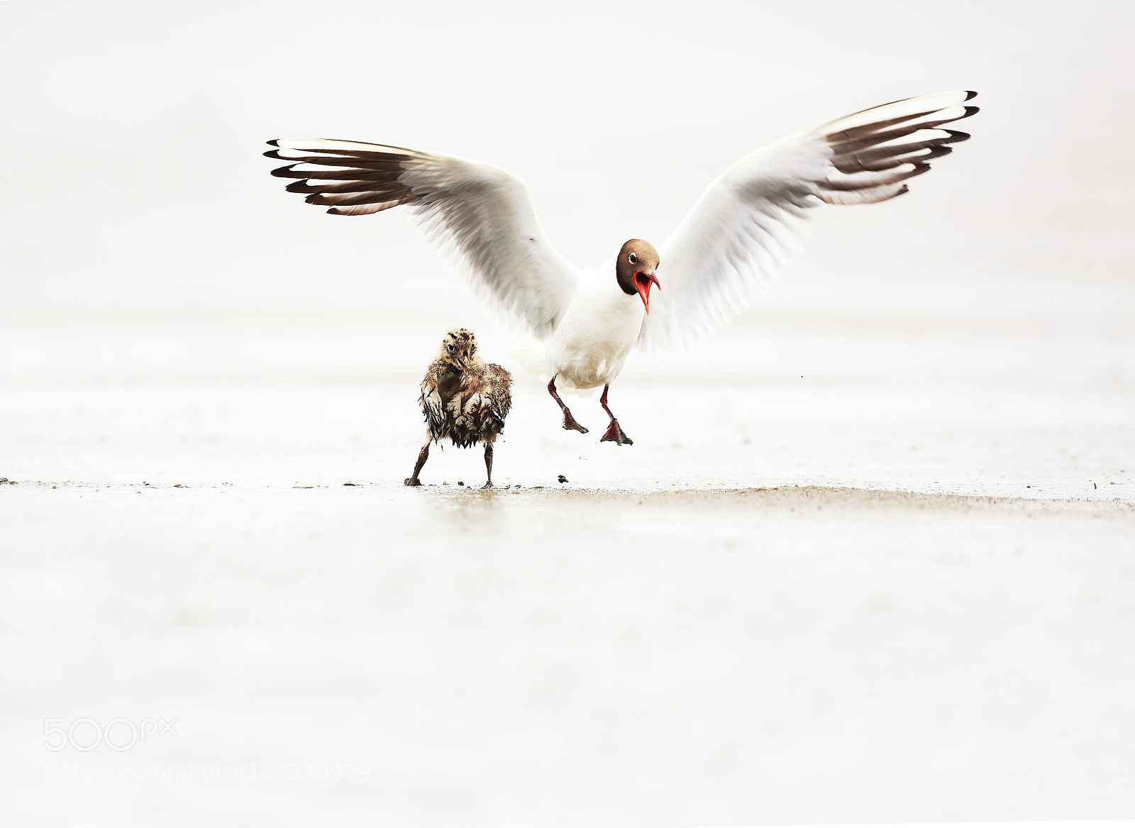 Canon EOS 5D Mark II sample photo. Small gull with his photography
