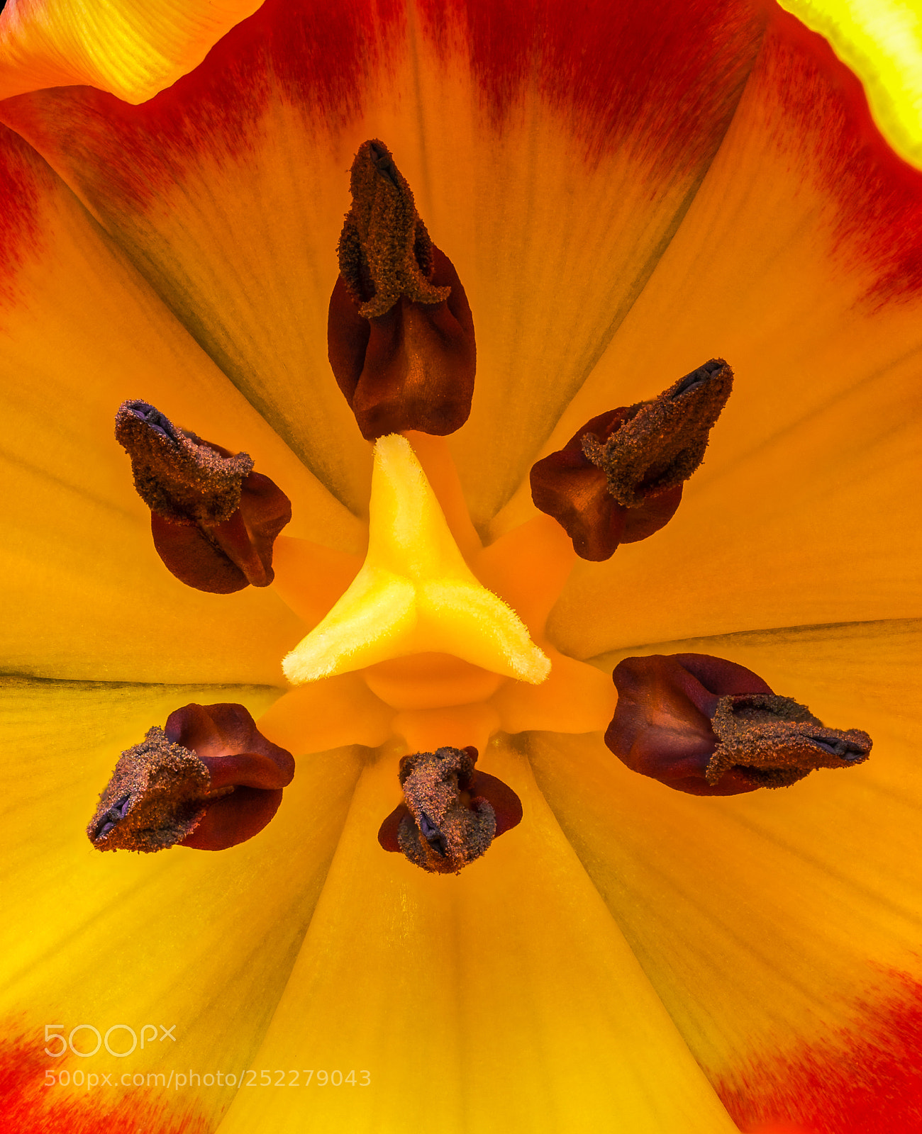Sony a7R II sample photo. It's a tulip photography
