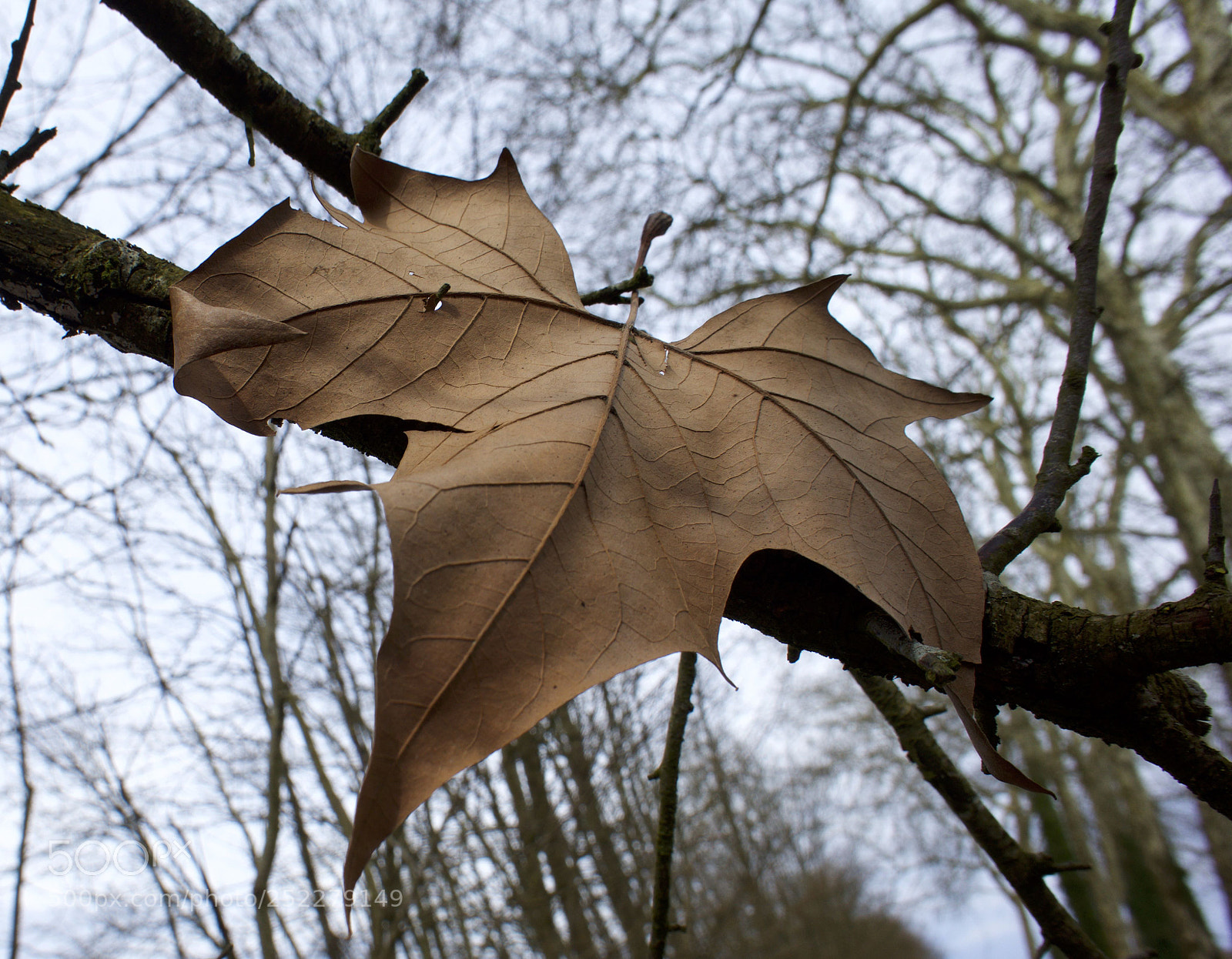 Sony Alpha a5000 (ILCE 5000) sample photo. Feuille morte sur le photography