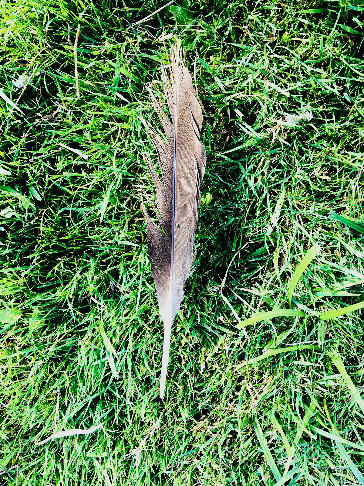 Apple iPhone 6s Plus sample photo. Untitled photography