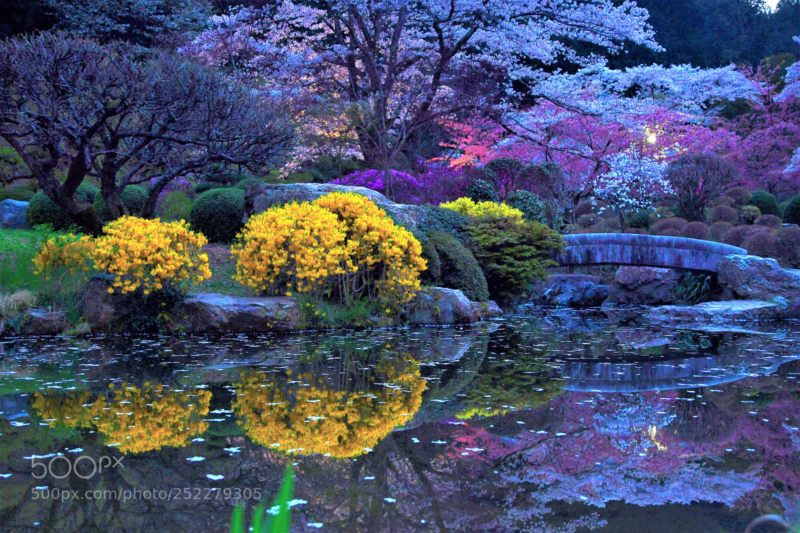 Nikon D500 sample photo. 日本の庭園 photography