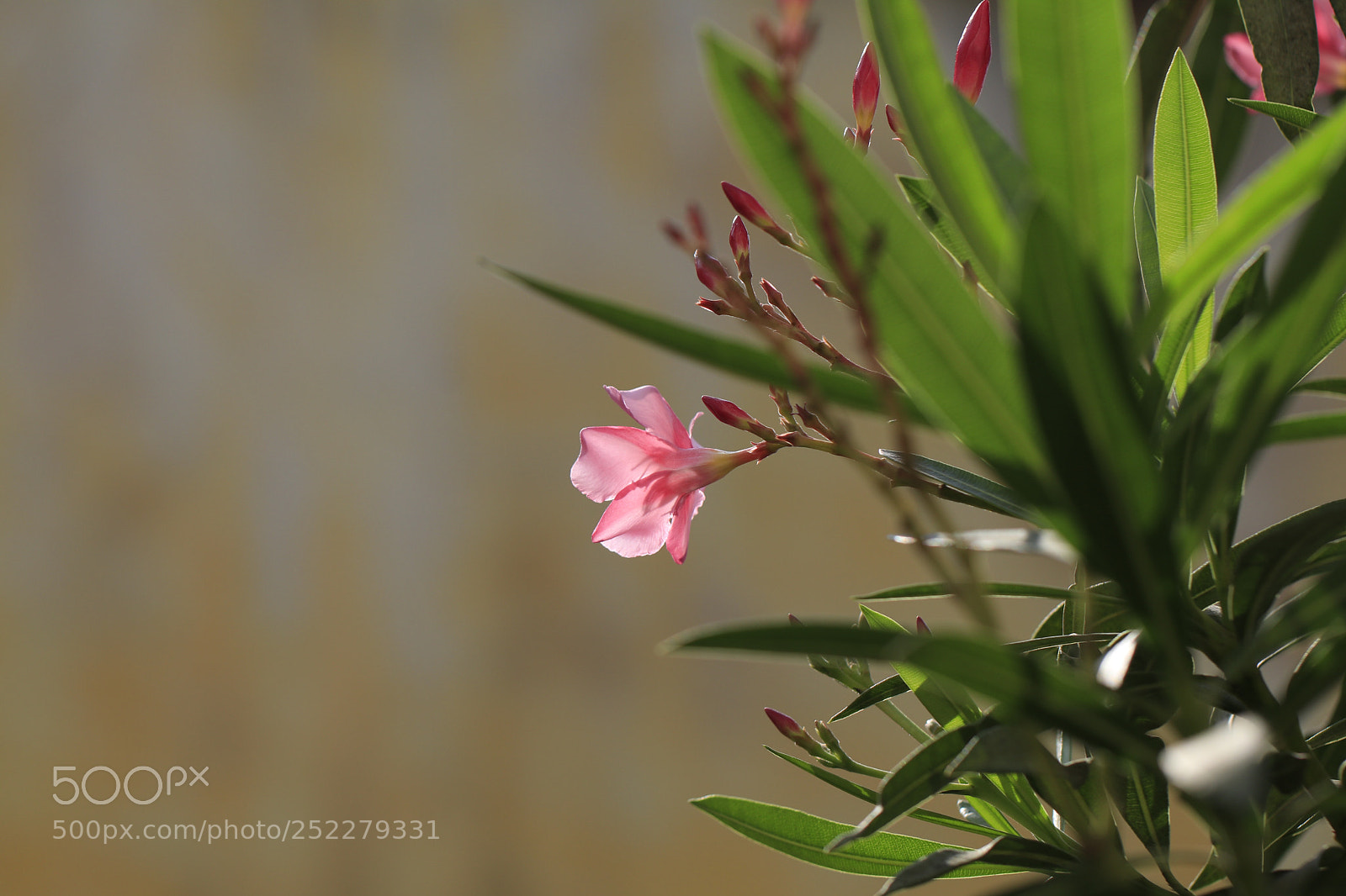 Canon EOS 80D sample photo. Nerium oleander photography