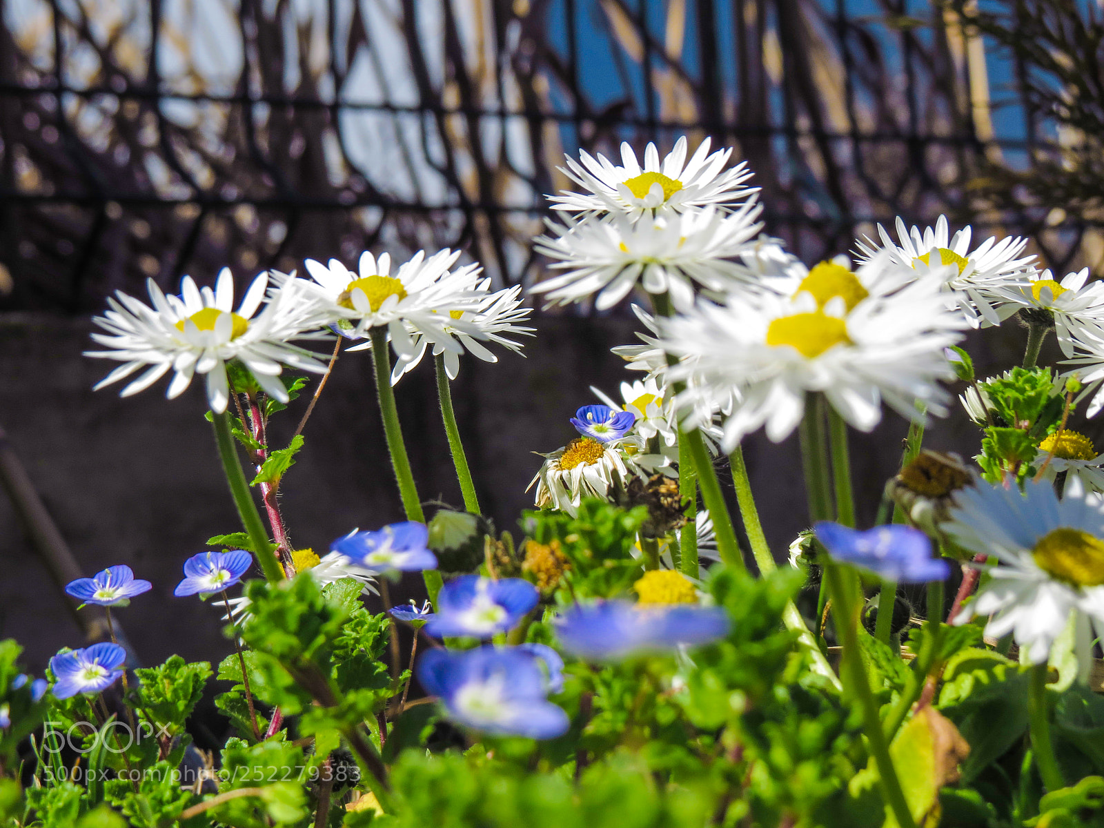 Canon PowerShot SX50 HS sample photo. Spring flowers photography