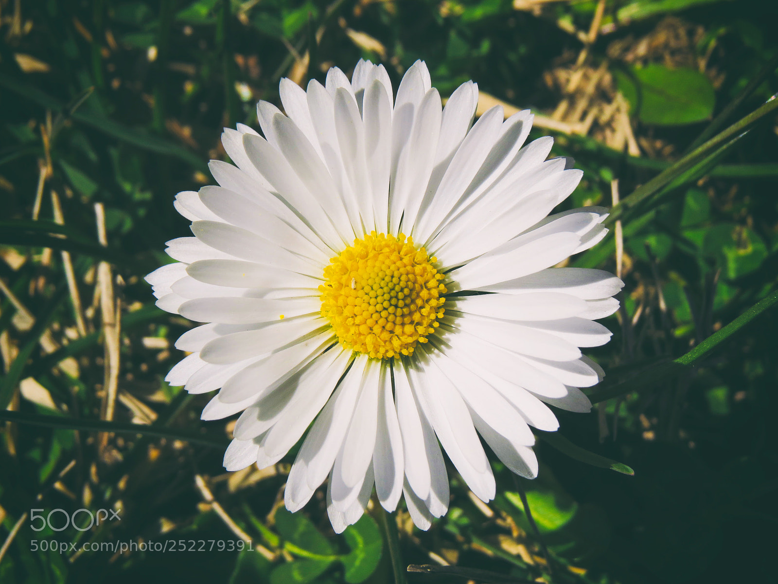 Canon PowerShot SX50 HS sample photo. Daisy photography