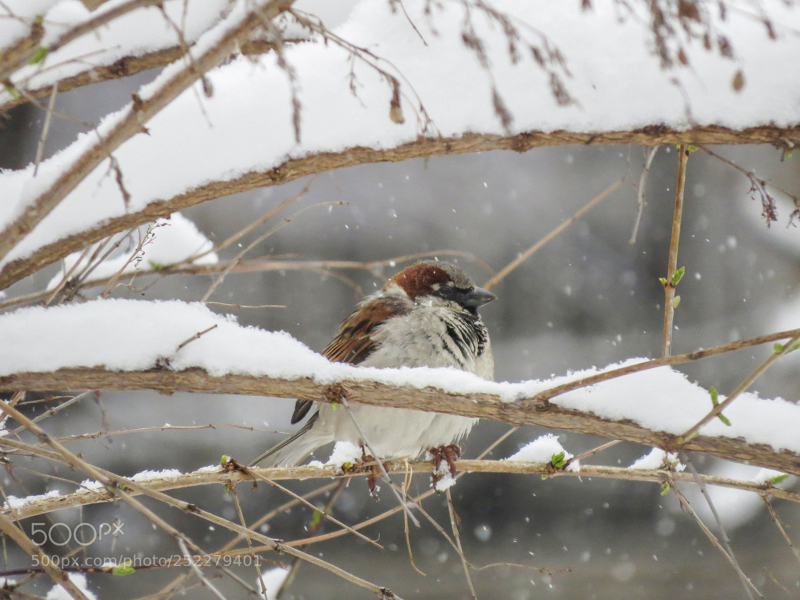 Canon PowerShot SX50 HS sample photo. Sparrow and snow photography
