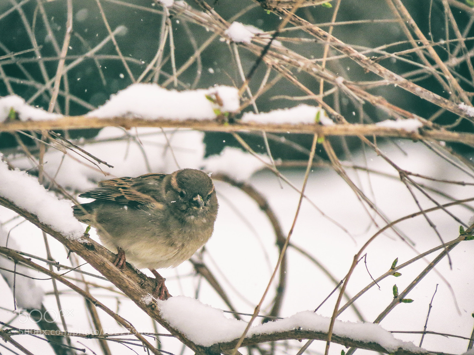 Canon PowerShot SX50 HS sample photo. Little sparrow photography