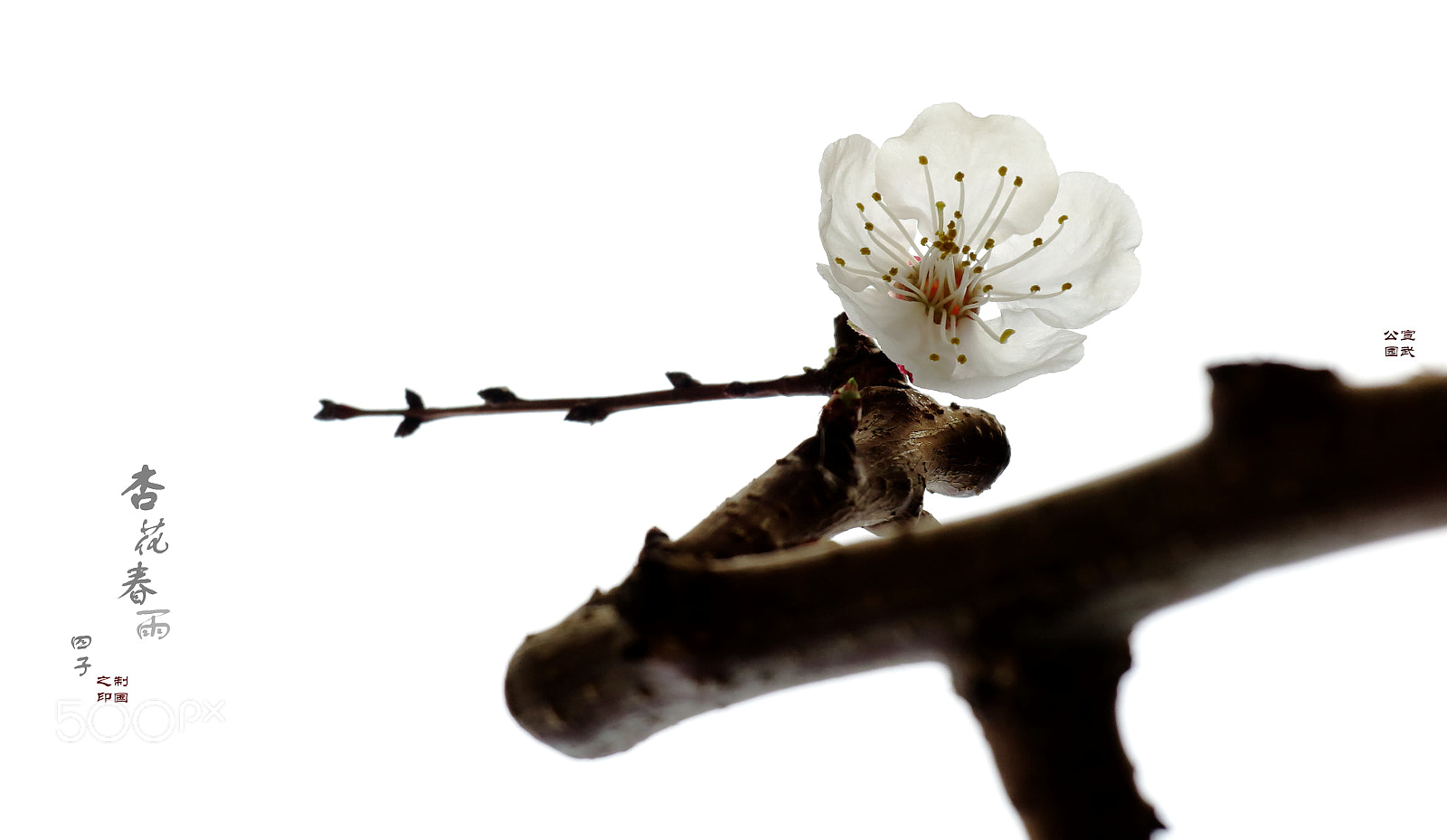 Canon PowerShot G1 X Mark II sample photo. Apricot  blooming photography