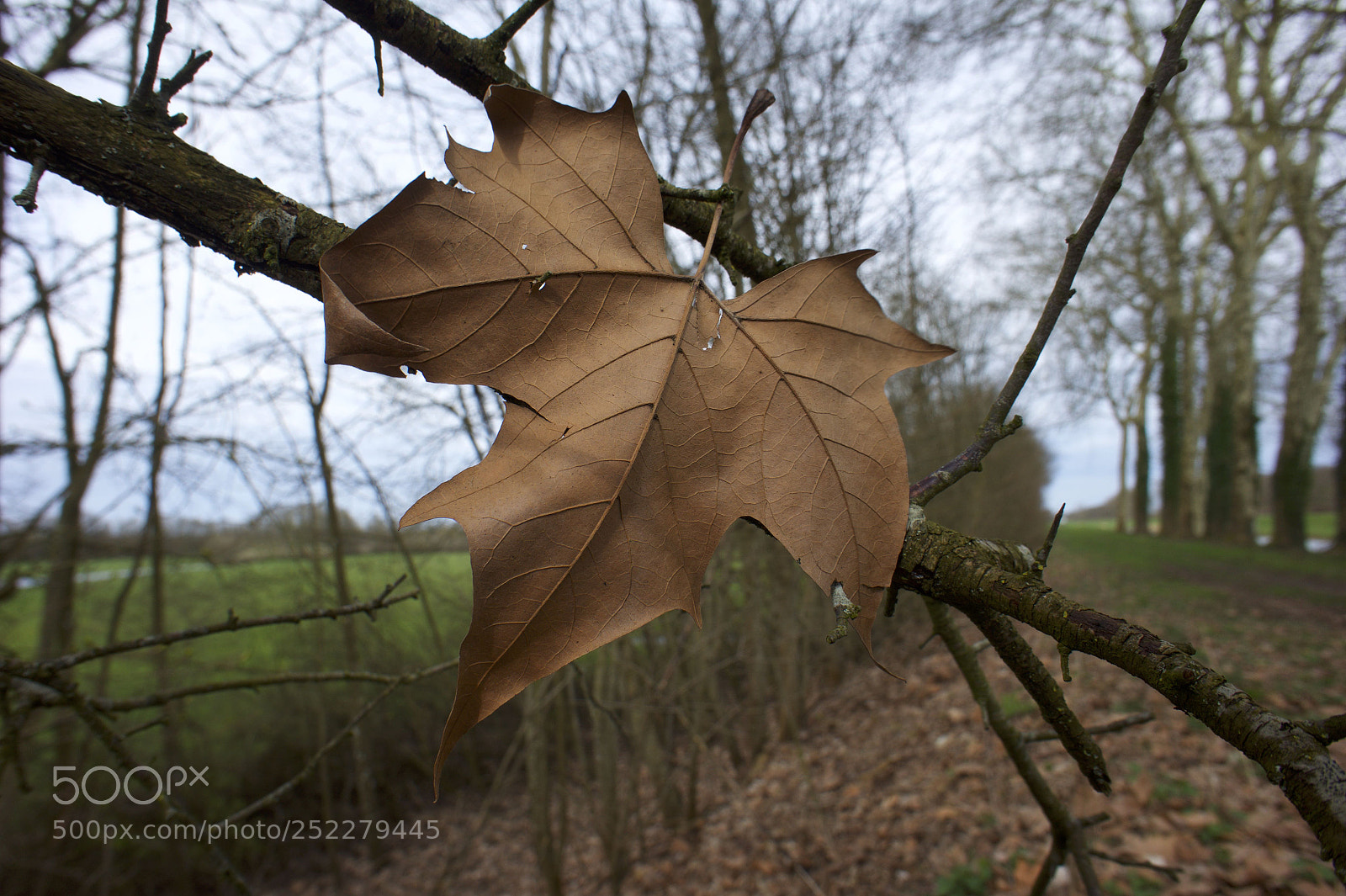 Sony Alpha a5000 (ILCE 5000) sample photo. Feuille morte canal d'auxonne photography