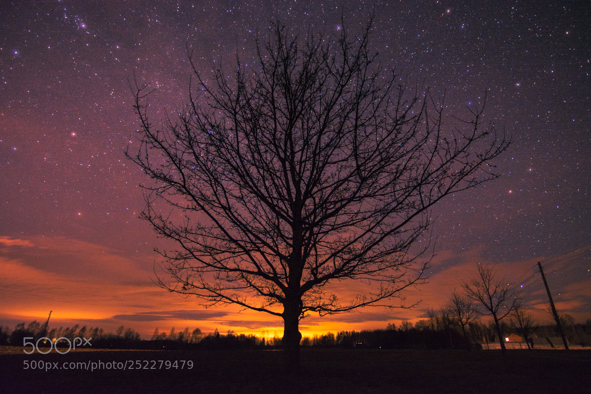 Nikon D5200 sample photo. Cosmic oak photography