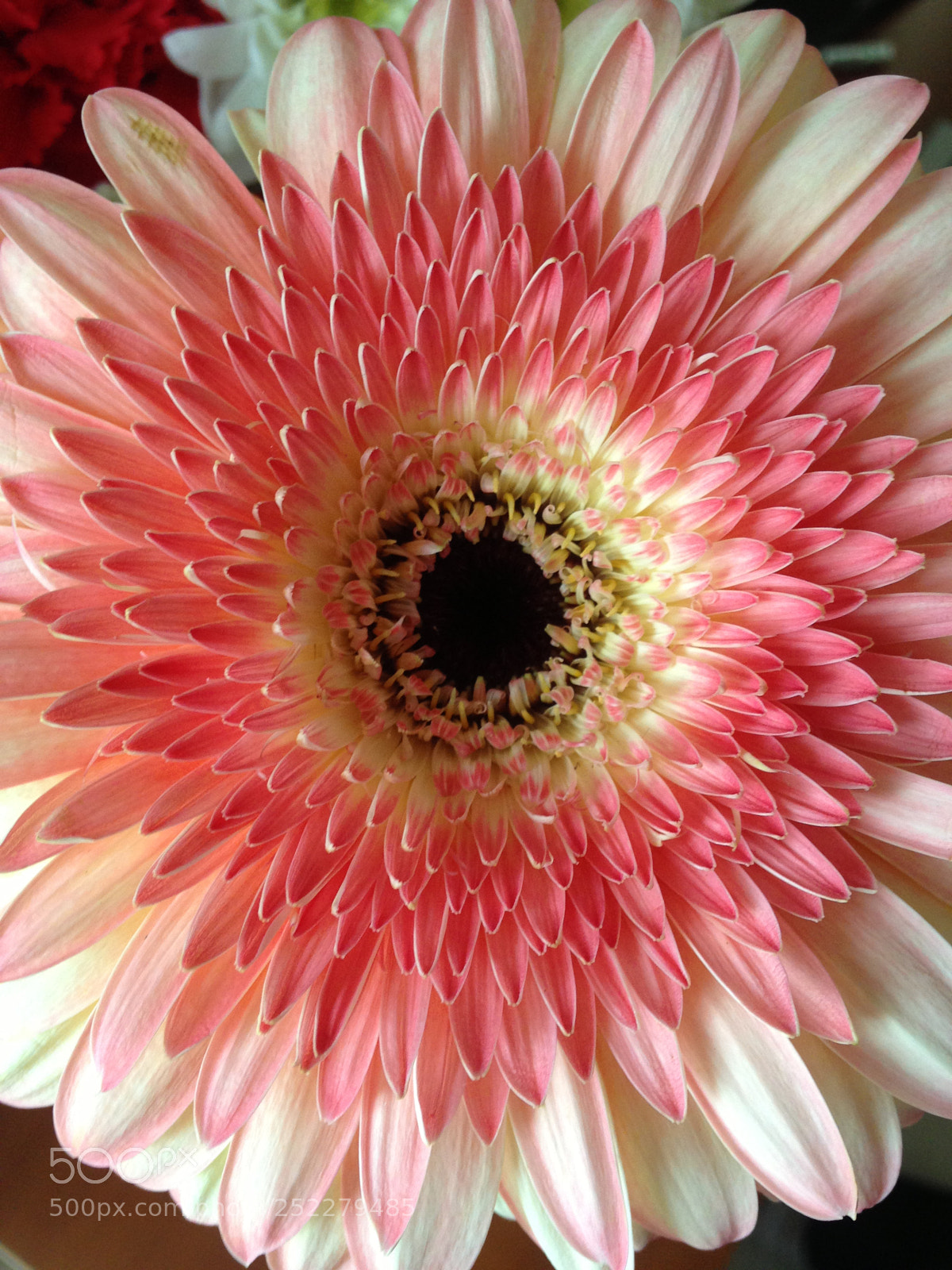 Apple iPhone 5 sample photo. Img photography