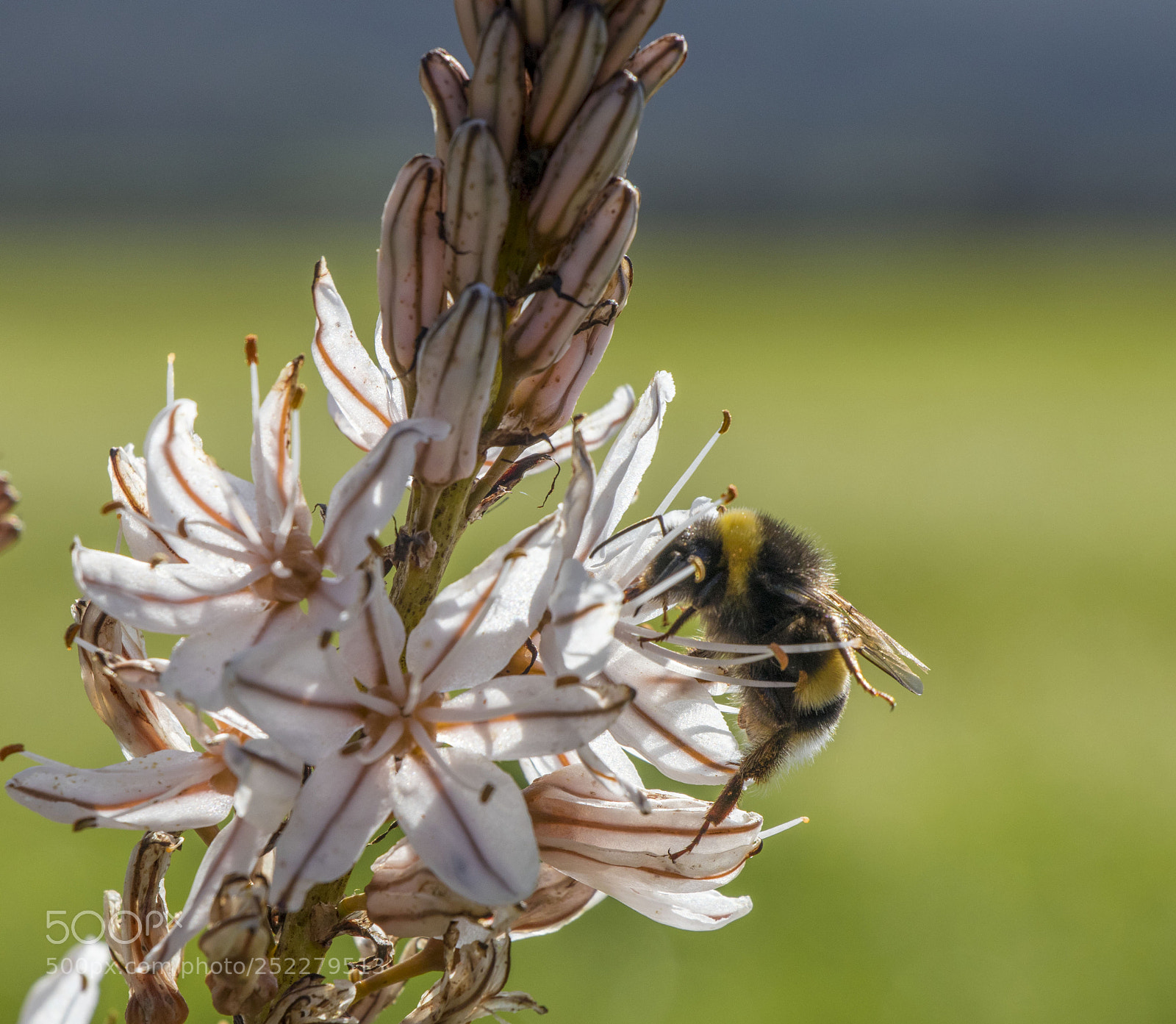 Canon EOS 77D (EOS 9000D / EOS 770D) sample photo. Bee and flower photography