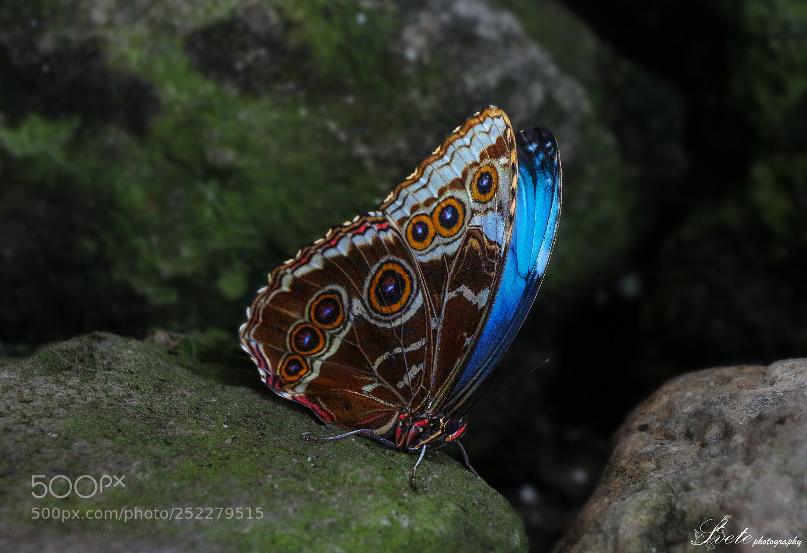 Canon EOS 700D (EOS Rebel T5i / EOS Kiss X7i) sample photo. Blue morpho photography