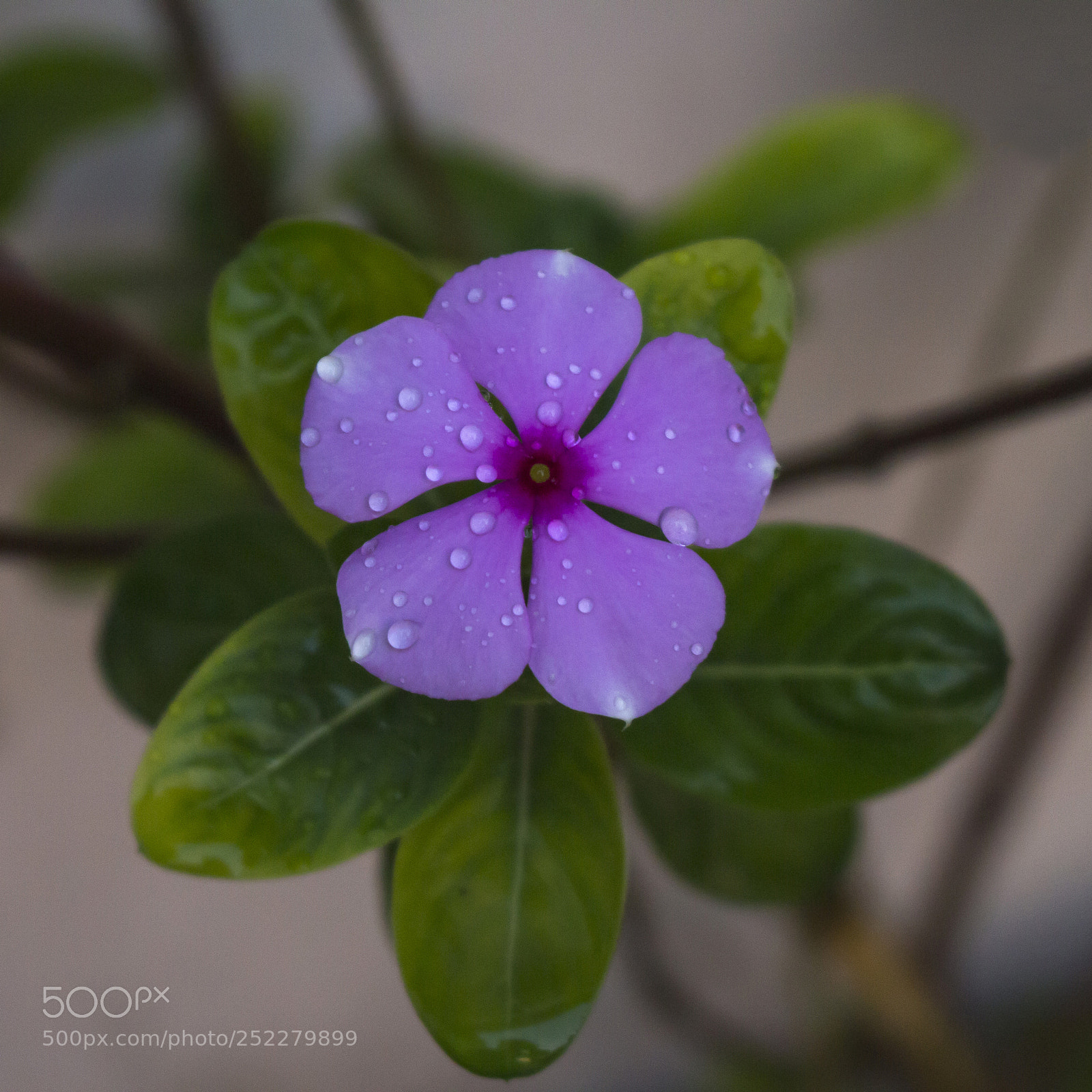 Canon EOS 700D (EOS Rebel T5i / EOS Kiss X7i) sample photo. Periwinkle flower photography