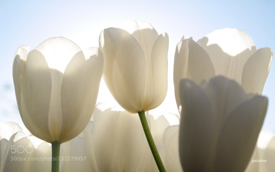 Samsung NX30 sample photo. Beyaz photography