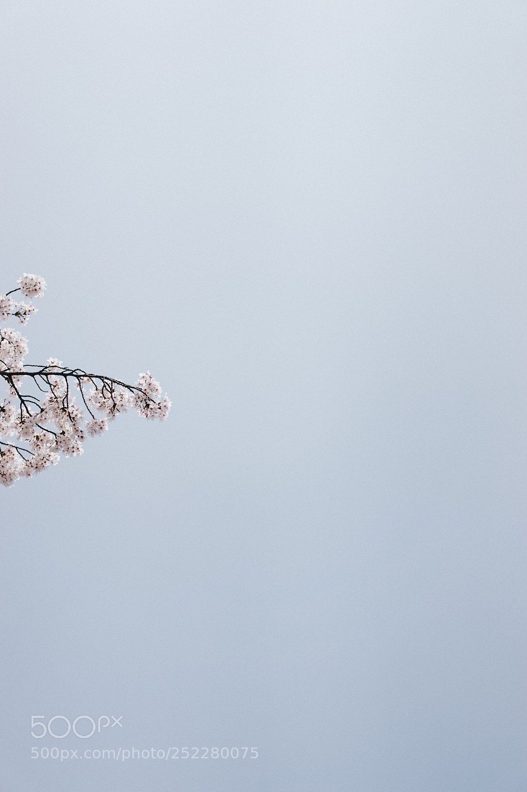 Sony a7 sample photo. Cherry  blossom. photography
