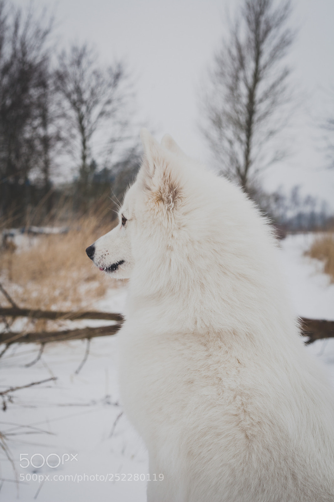 Canon EOS 5D Mark II sample photo. Snow photography