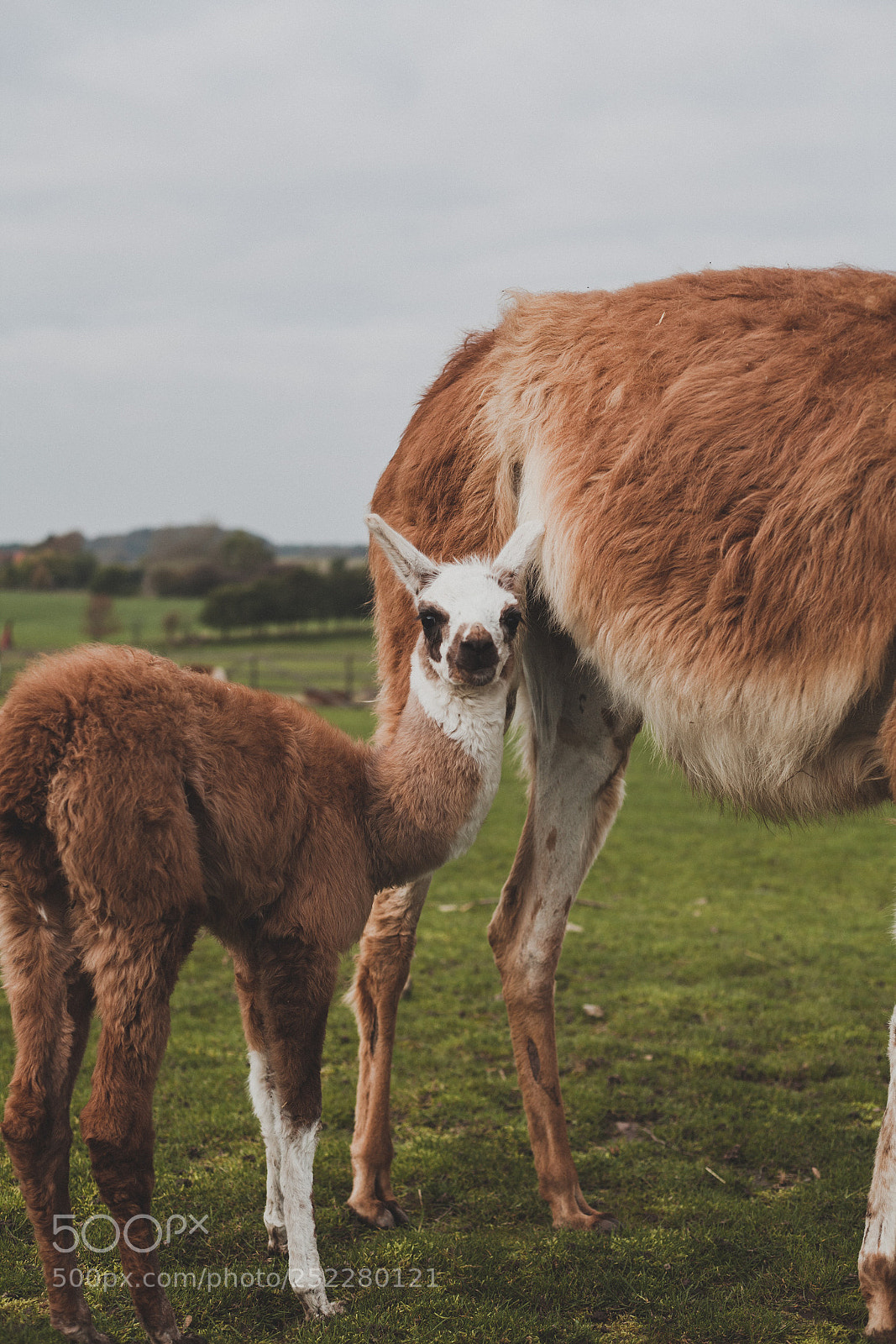 Canon EOS 5D Mark II sample photo. Llama photography