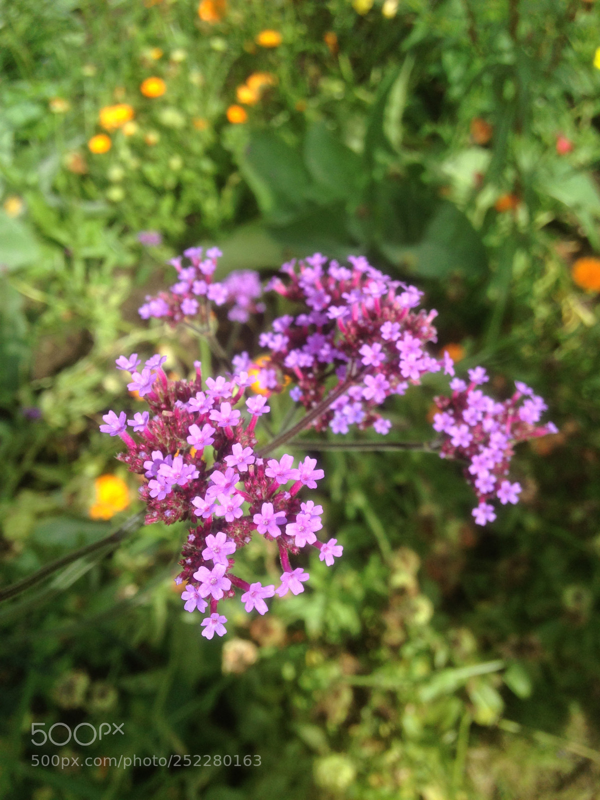 Apple iPhone 5 sample photo. Img photography