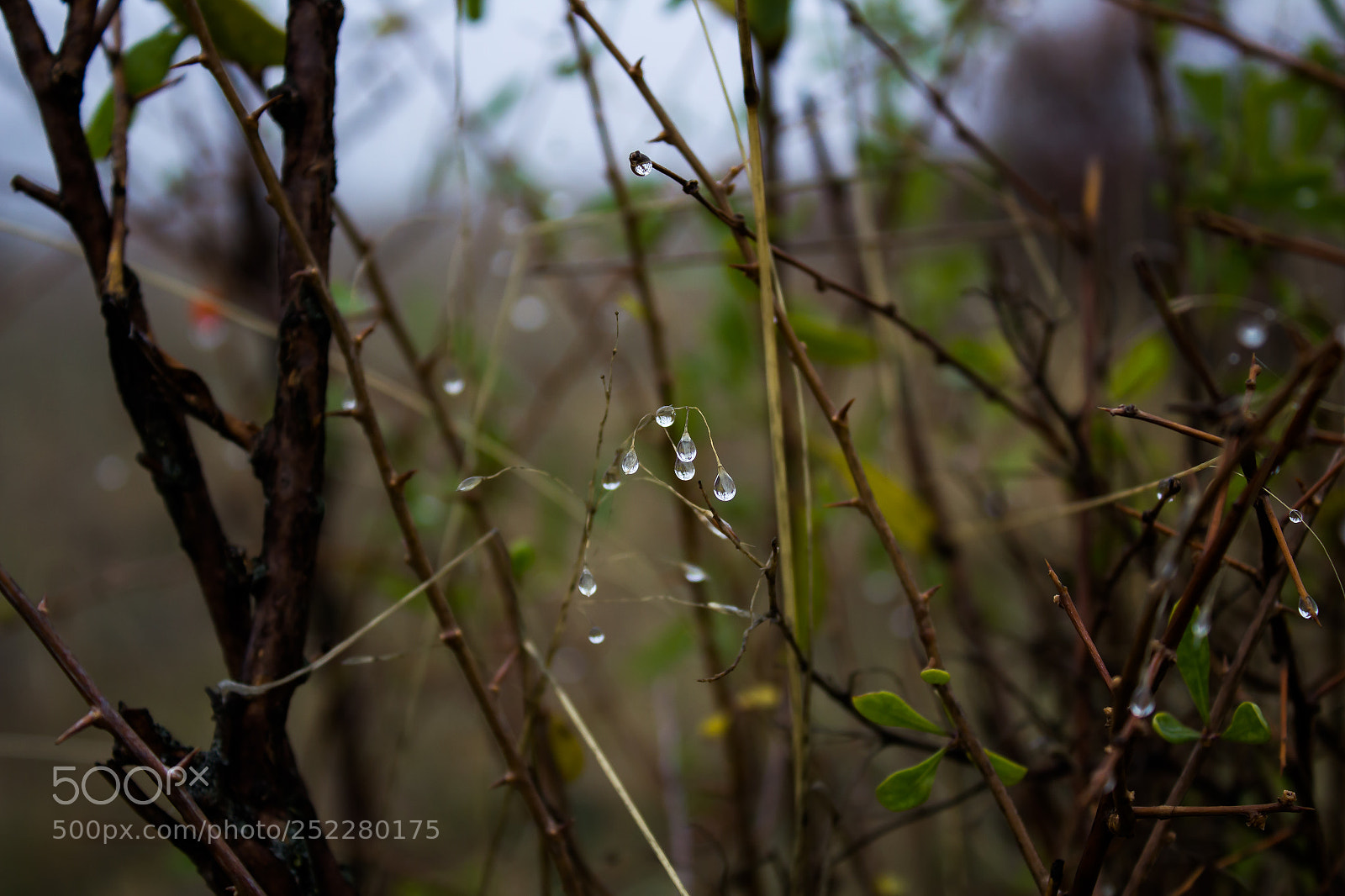 Canon EOS 700D (EOS Rebel T5i / EOS Kiss X7i) sample photo. Untitled photography