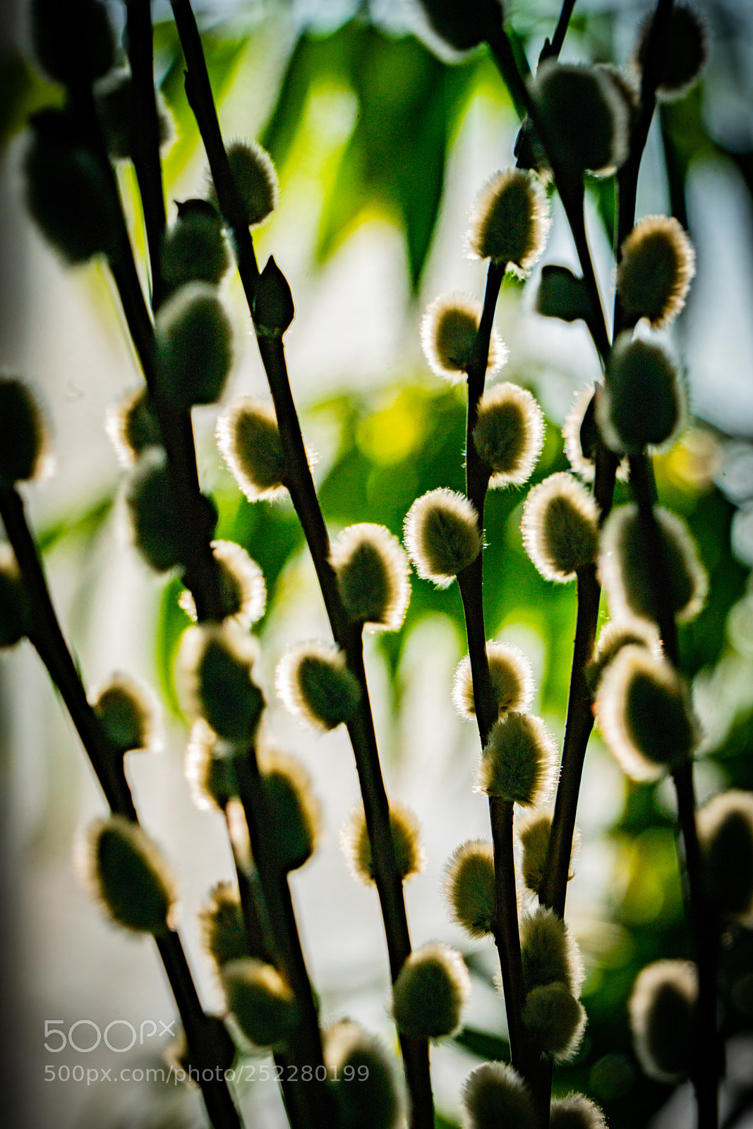 Sony a7R II sample photo. Dsc04100-2.jpg photography