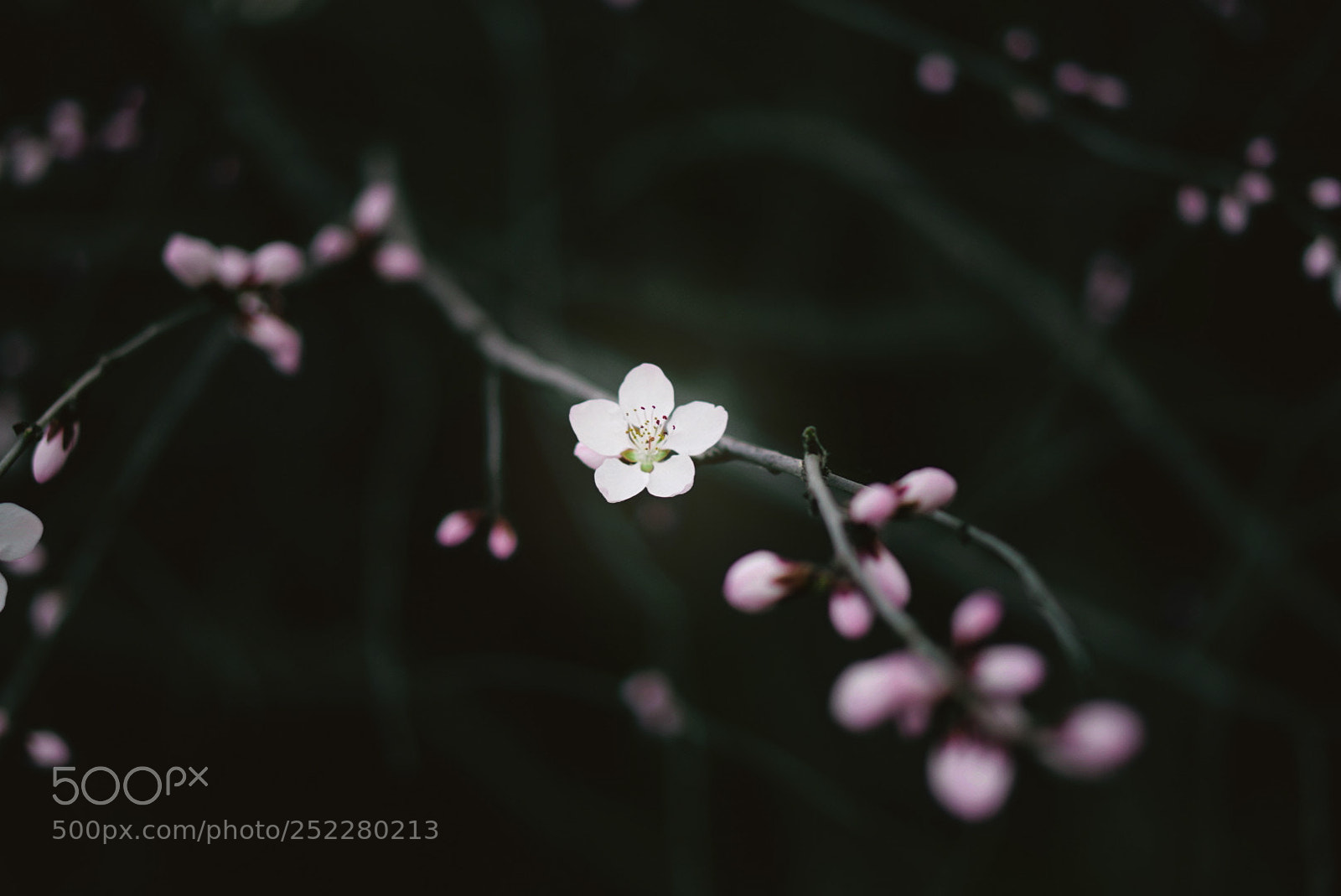 Sony a6000 sample photo. Untitled photography