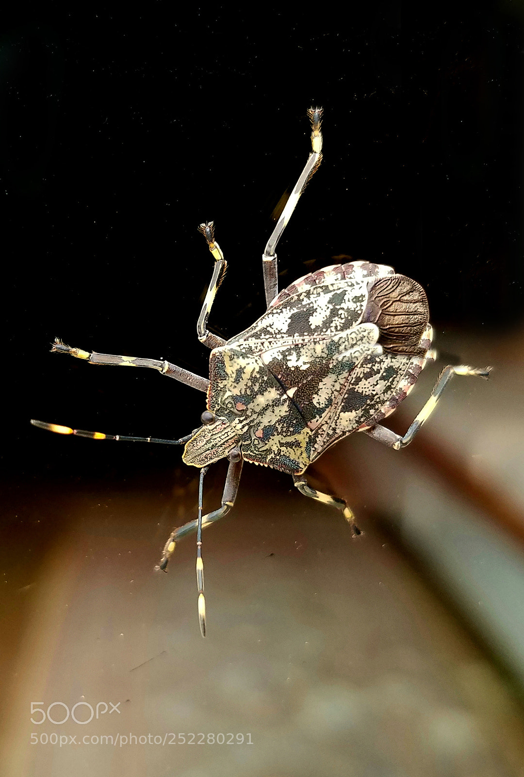 Samsung Galaxy S7 sample photo. Stink bug on house photography