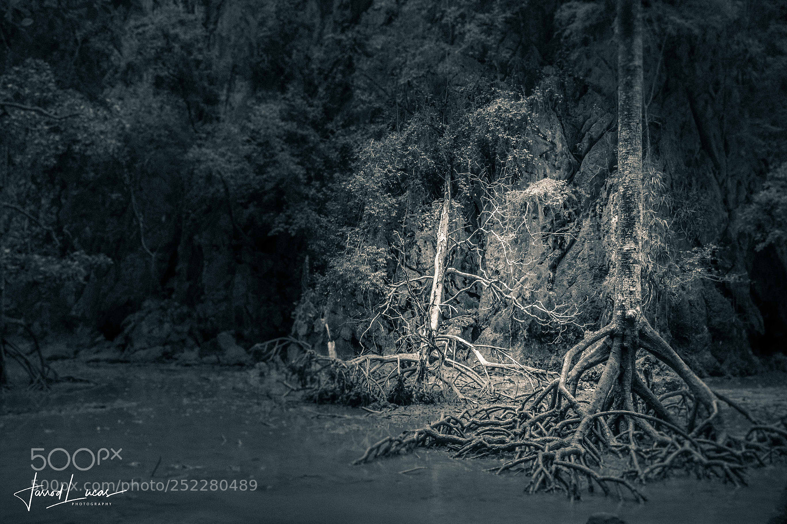 Canon EOS 7D Mark II sample photo. Swamp setting photography