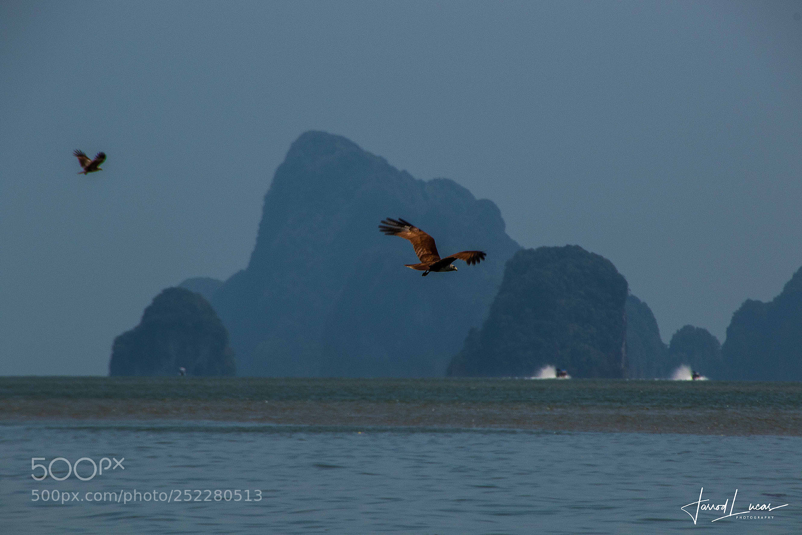 Canon EOS 7D Mark II sample photo. Sea eagles swooping photography