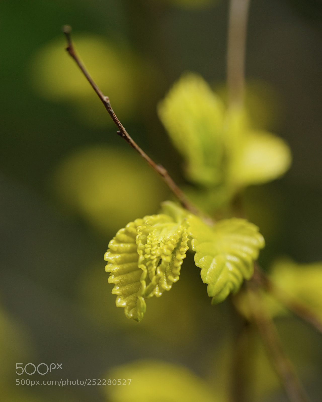Sony a7 II sample photo. 绽… photography