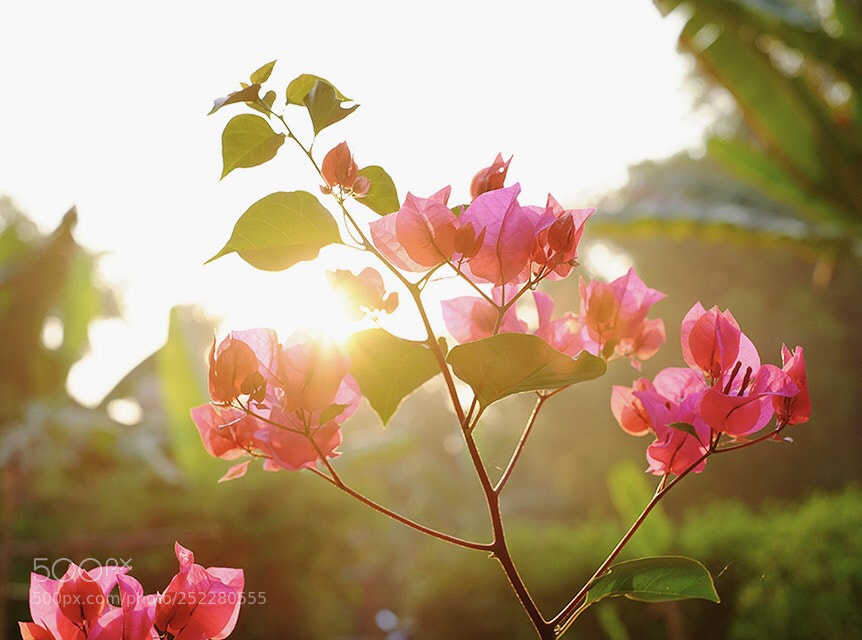 Fujifilm X-T10 sample photo. Nắng sớm photography