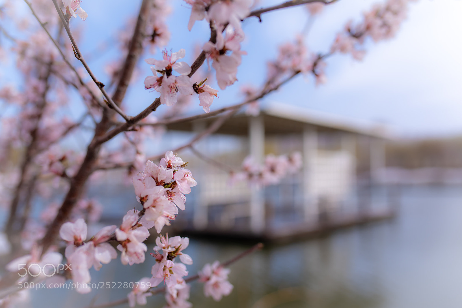 Pentax K-1 sample photo. 桃花 photography