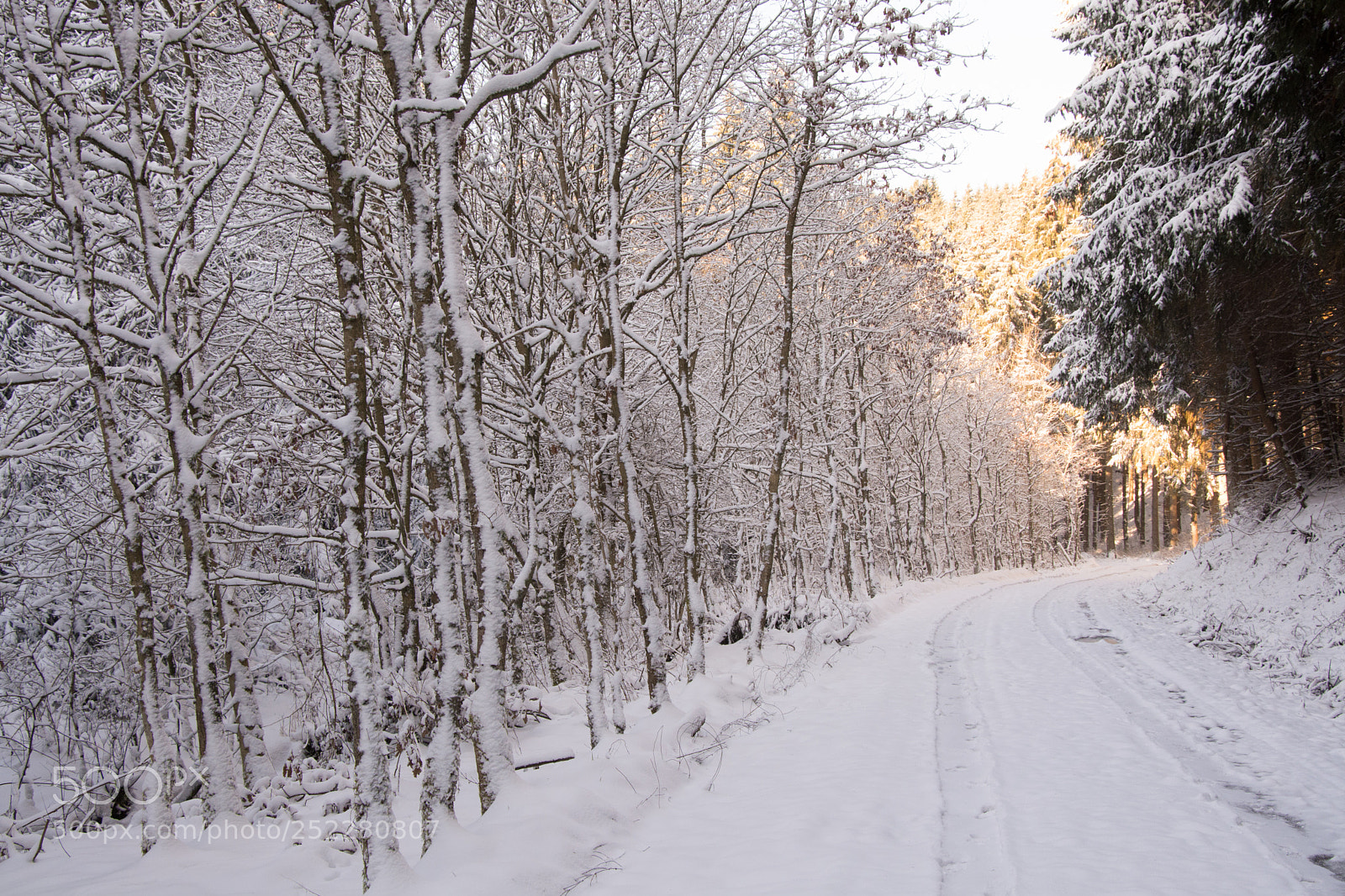 Nikon D5200 sample photo. Snow covered path photography
