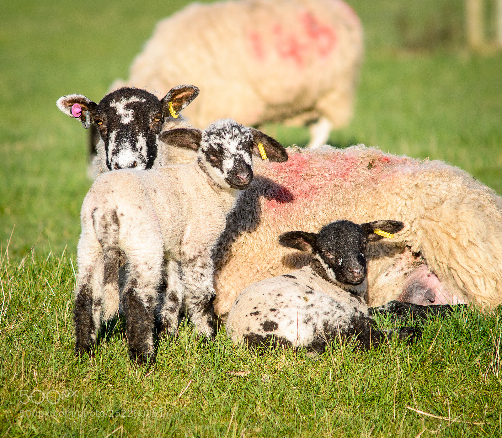Nikon D7000 sample photo. Spring lambs photography