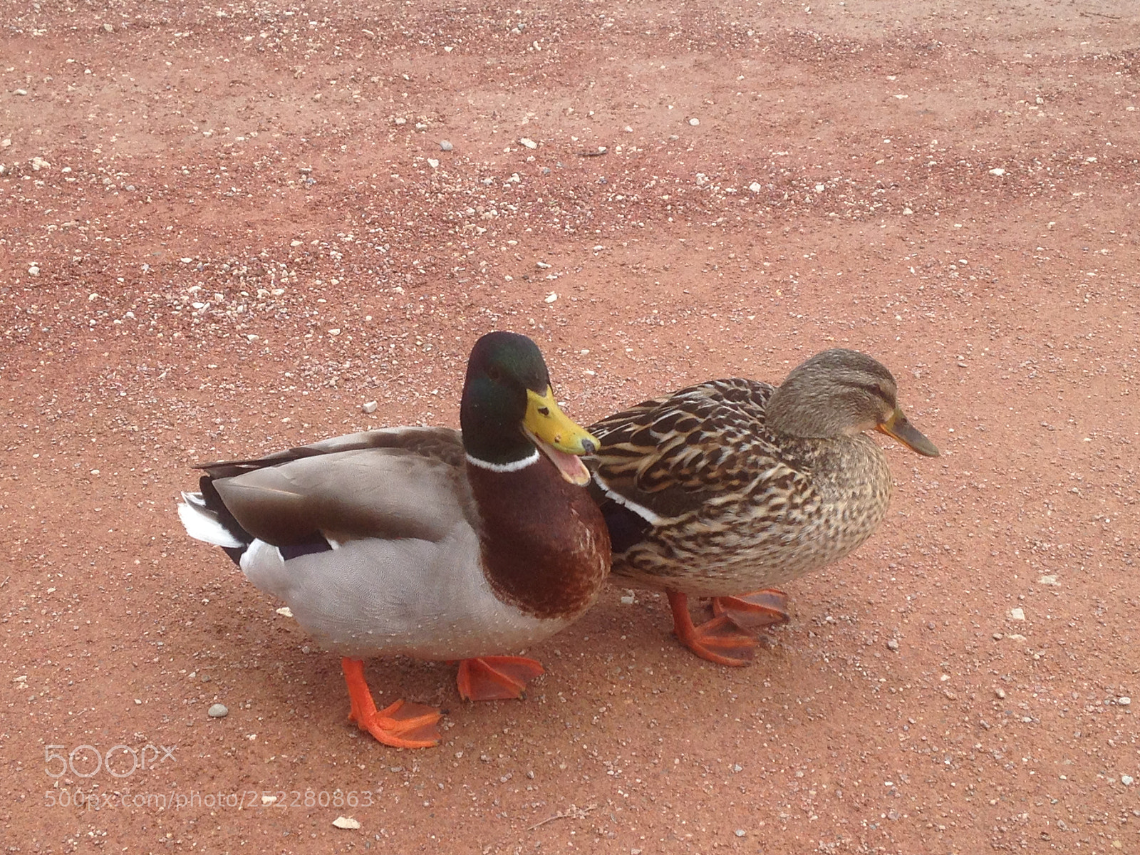 Apple iPhone 5 sample photo. Img photography