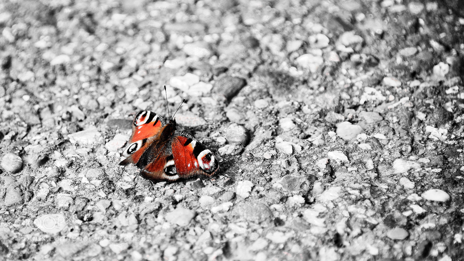 Nikon D750 sample photo. Concrete butterfly photography